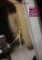 Oecanthus leptogrammus