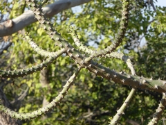 Euphorbia nivulia