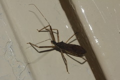 Rocconota annulicornis