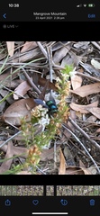 Xylocopa bombylans