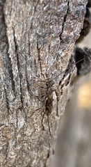 Hormiinae