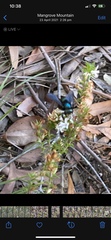 Xylocopa bombylans