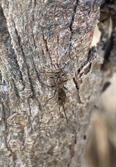 Hormiinae