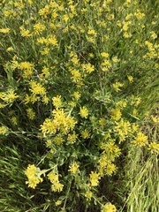 Pimelea curviflora