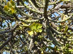 Euphorbia nivulia