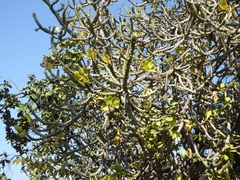 Euphorbia nivulia