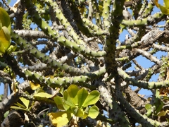 Euphorbia nivulia