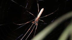 Tetragnatha hasselti
