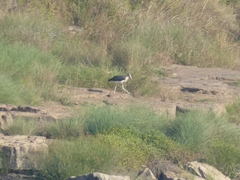 Leptoptilos javanicus