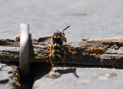 Leucospis