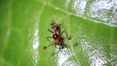 Cyrtodiopsis dalmanni