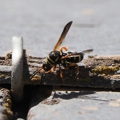 Leucospis