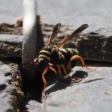 Leucospis
