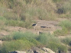 Leptoptilos javanicus