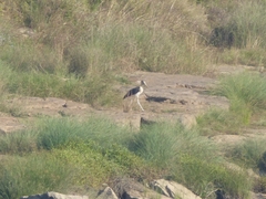 Leptoptilos javanicus