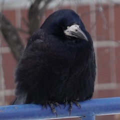 Corvus frugilegus