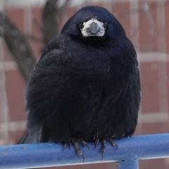 Corvus frugilegus