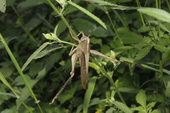 Schistocerca impleta