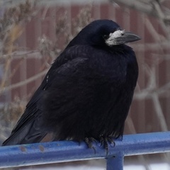 Corvus frugilegus
