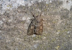 Cryphia fraudatricula