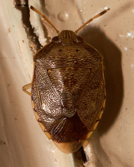 Menida spectabilis