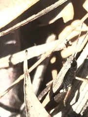 Phaulacridium vittatum