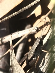 Phaulacridium vittatum