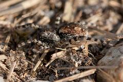 Arctosa perita