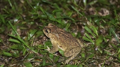 Duttaphrynus melanostictus