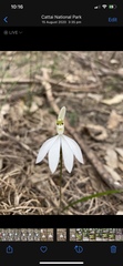 Caladenia catenata