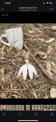 Caladenia catenata