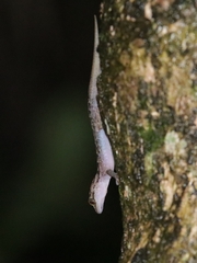 Cyrtodactylus marmoratus