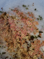 Sphagnum capillifolium