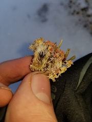 Sphagnum capillifolium