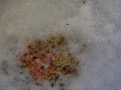 Sphagnum capillifolium