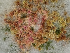 Sphagnum capillifolium