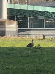 Alopochen aegyptiaca