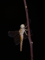 Brachythemis contaminata