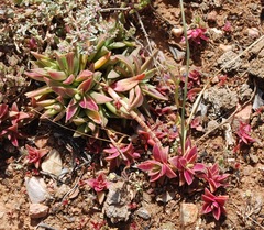 Crassula capitella thyrsiflora