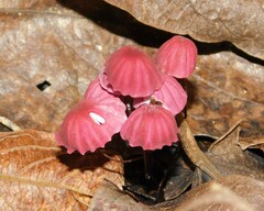 Marasmius haematocephalus