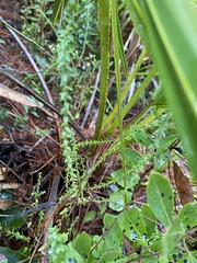 Symphyotrichum walteri
