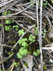 Hydrocotyle callicarpa