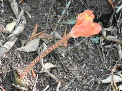 Haemanthus coccineus