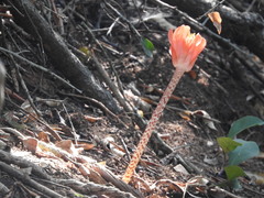 Haemanthus coccineus
