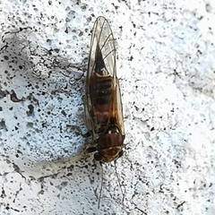 Psylloidea