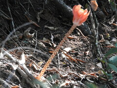 Haemanthus coccineus
