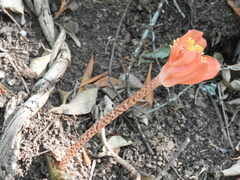 Haemanthus coccineus