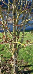 Parrotia persica