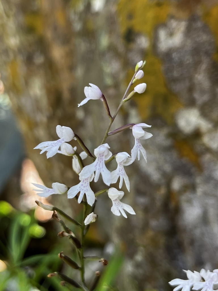 Cliff Madonna Orchid