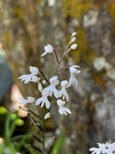 Wood's Stenoglottis